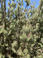 Adenanthos cygnorum