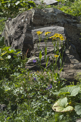 Senecio kolenatianus