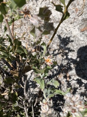 Jacksonia floribunda