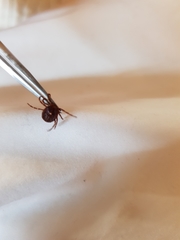 Amblyomma triguttatum