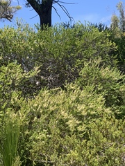 Melaleuca preissiana