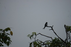 Hemiprocne longipennis