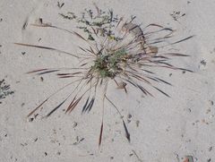 Festuca fasciculata