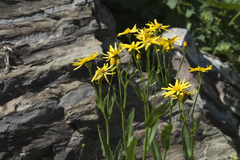 Senecio kolenatianus