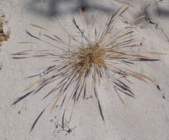 Festuca fasciculata