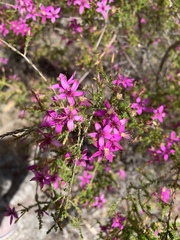Calytrix fraseri