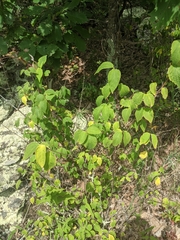 Philadelphus hirsutus