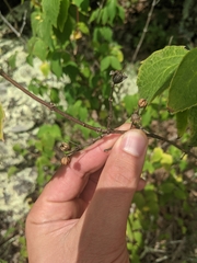 Philadelphus hirsutus