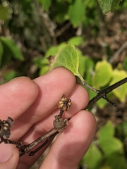 Philadelphus hirsutus