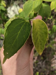 Philadelphus hirsutus