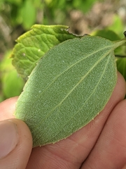 Philadelphus hirsutus