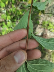 Philadelphus hirsutus