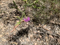 Melaleuca inops