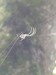 Leucauge argentina