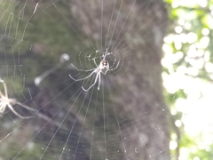 Leucauge argentina