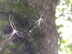 Leucauge argentina