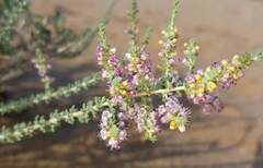 Reaumuria songarica