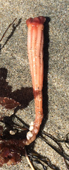Long-Stalked Sea Squirt photo 2