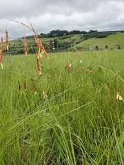 Dierama pumilum