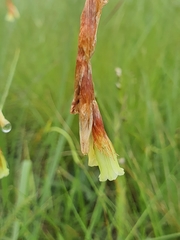 Dierama pumilum