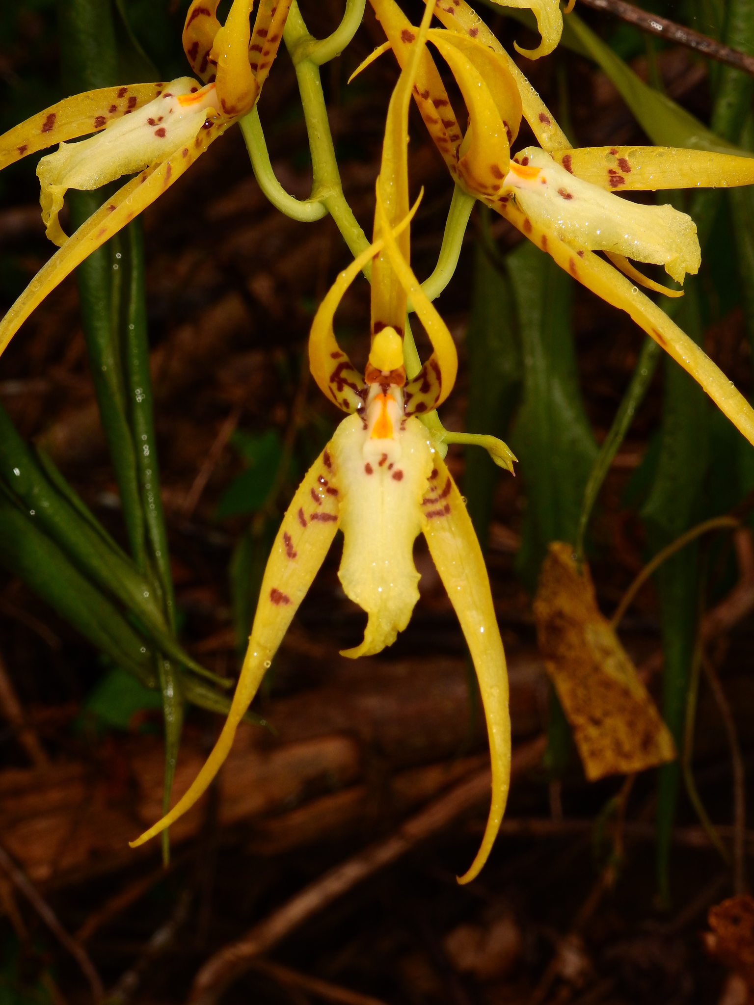 Brassia lanceana Lindl.