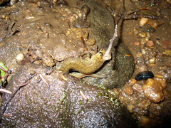 Desmognathus folkertsi
