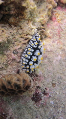 Phyllidia elegans