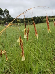 Dierama pumilum