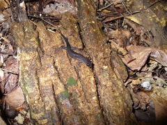 Plethodon chattahoochee