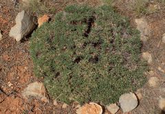 Astragalus balearicus