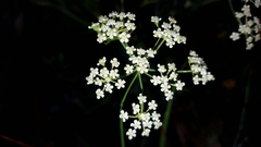 Saposhnikovia divaricata