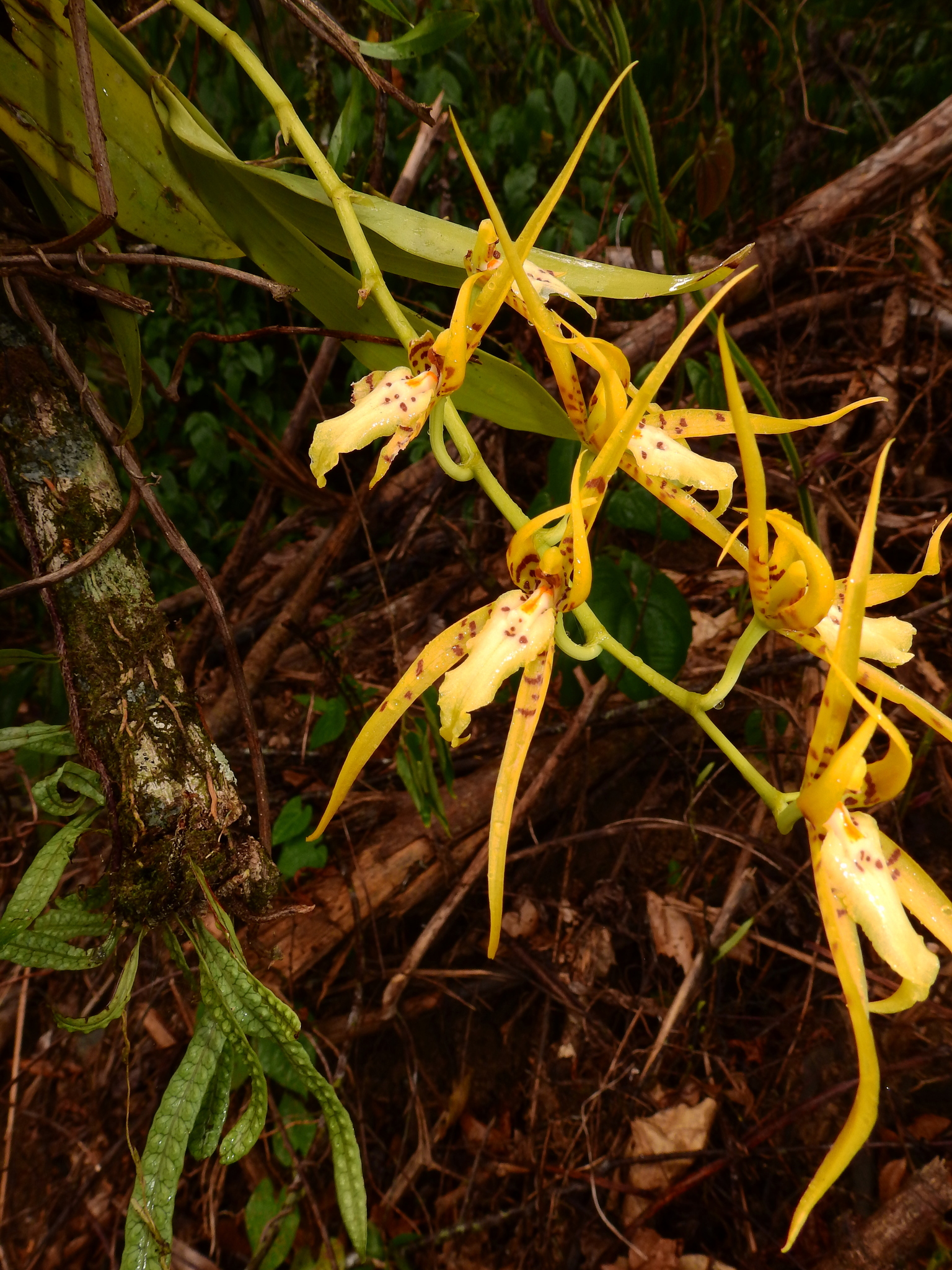 Brassia lanceana Lindl. 2