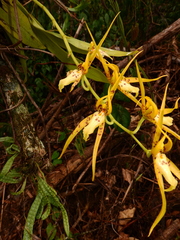 Brassia lanceana