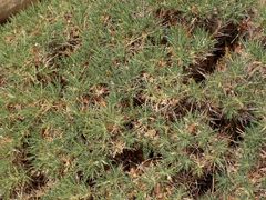 Astragalus balearicus