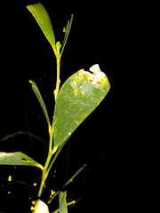 Thwaitesia nigronodosa