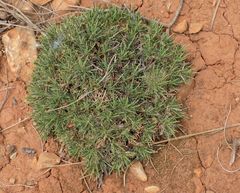 Astragalus balearicus