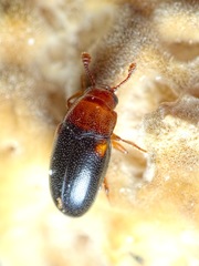 Dacne bipustulata