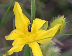 Gastrida abdominalis