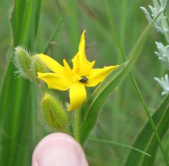 Gastrida abdominalis