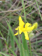 Gastrida abdominalis