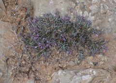 Teucrium subspinosum