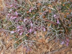 Teucrium subspinosum