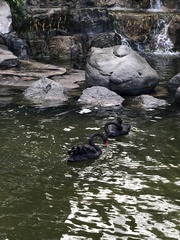 Cygnus atratus