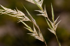 Scleropogon brevifolius