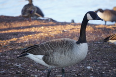 Branta canadensis