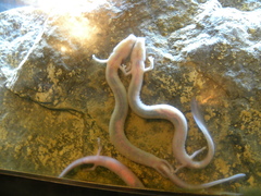 Proteus anguinus