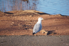 Larus delawarensis