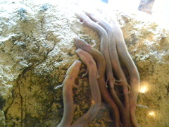 Proteus anguinus