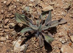 Plantago bellardii