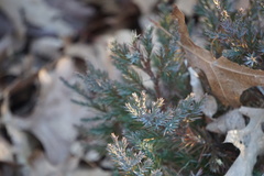 Juniperus virginiana